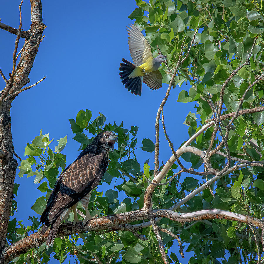 Western Kingbird vs Red Tailed Hawk 2 Photograph by Rick Mosher