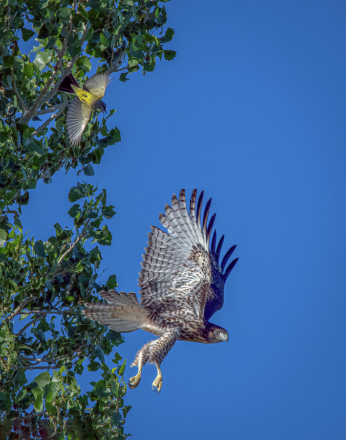 Western Kingbird vs Red Tailed Hawk 3 Photograph by Rick Mosher