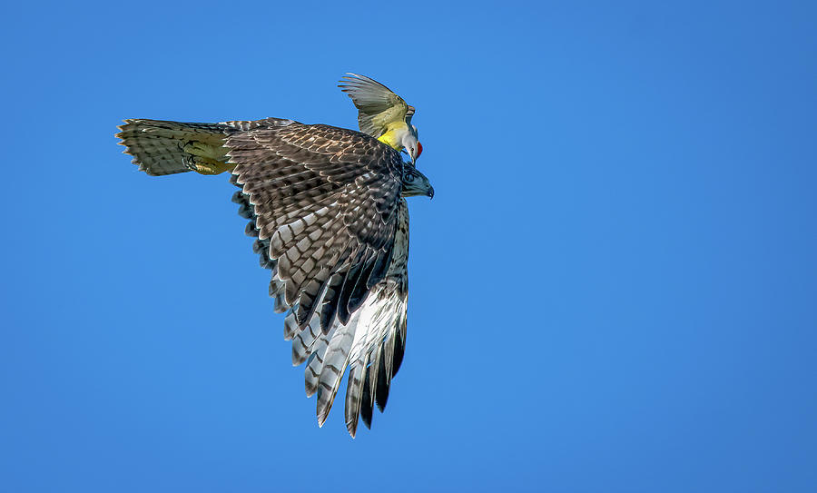 Western Kingbird vs Red Tailed Hawk 4 Photograph by Rick Mosher