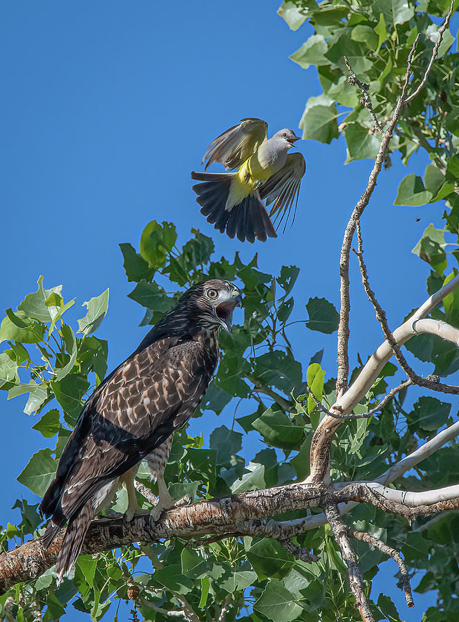 Western Kingbird vs Red Tailed Hawk Photograph by Rick Mosher