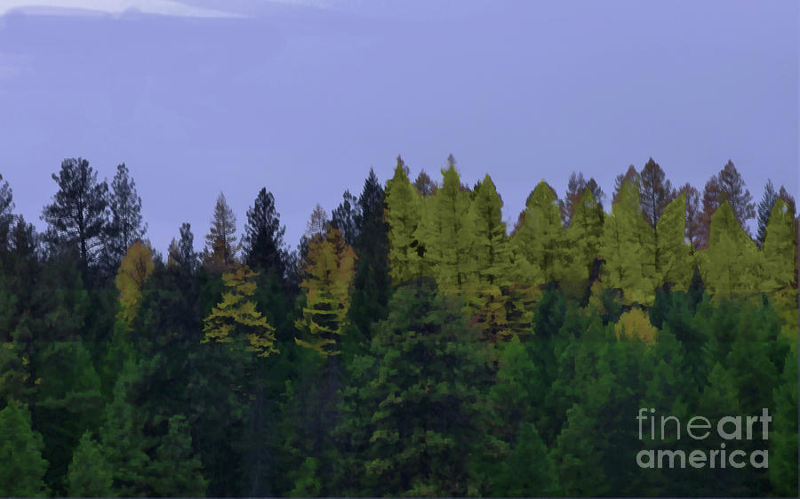 Western Larch Forest-1 Photograph by Charles Robinson