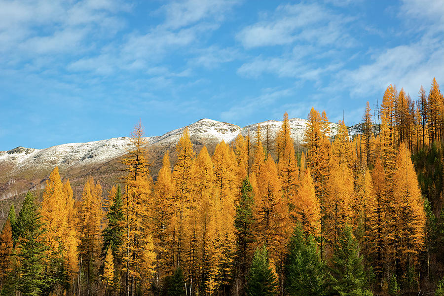 Western Larch Trees Photograph
