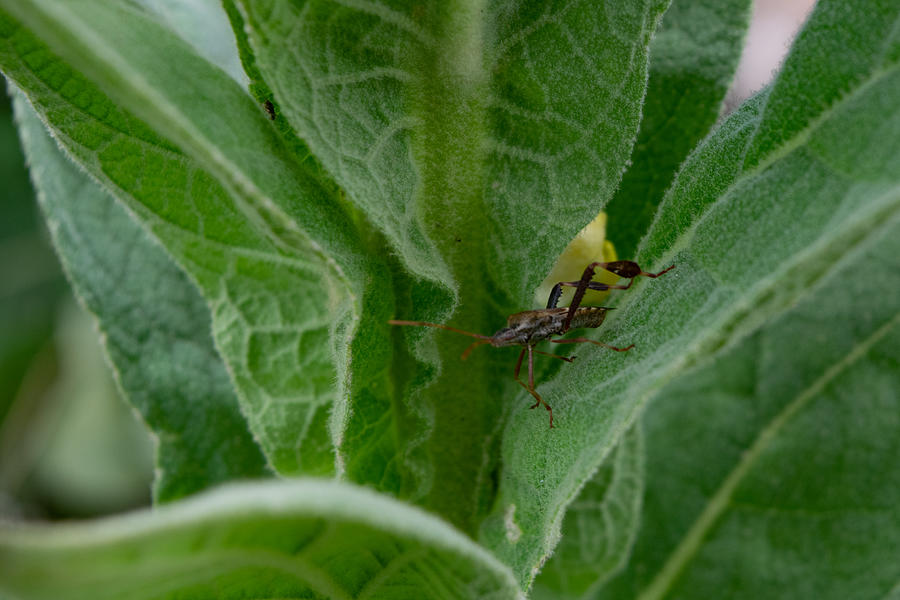 Western Leaf-Footed Bug on Mullein Leaf Photograph by Bonny Puckett