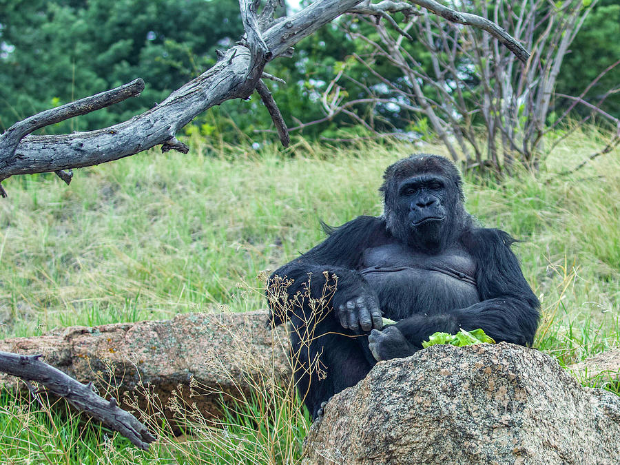 Western Lowland Gorilla Photograph by Shirley Dutchkowski