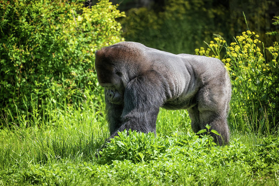 Western Lowland Gorilla Silverback Photograph by Artur Bogacki - Fine ...