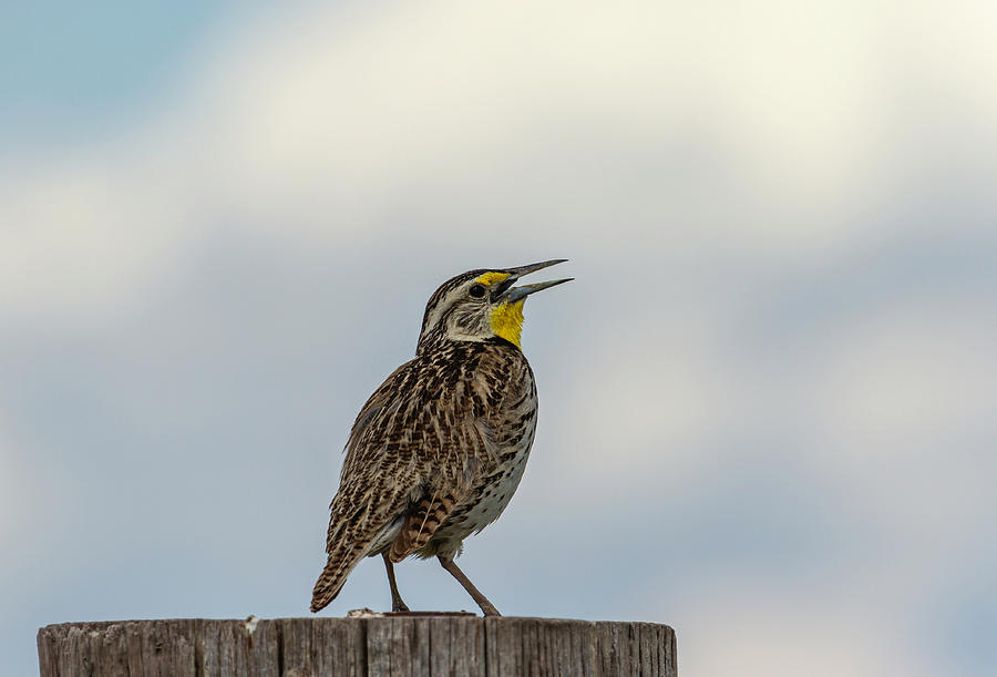 Western Meadowlark 2014 Photograph by Thomas Young