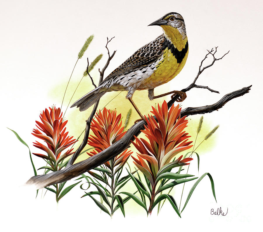 Western Meadowlark and Indian Paintbrush Painting by Don Balke Western Meadowlark and Indian Paintbrush Painting by Don Balke