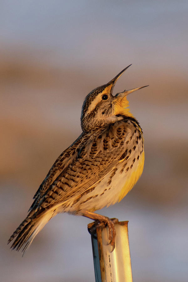 Western Meadowlark at Sunrise Photograph by Cascade Colors
