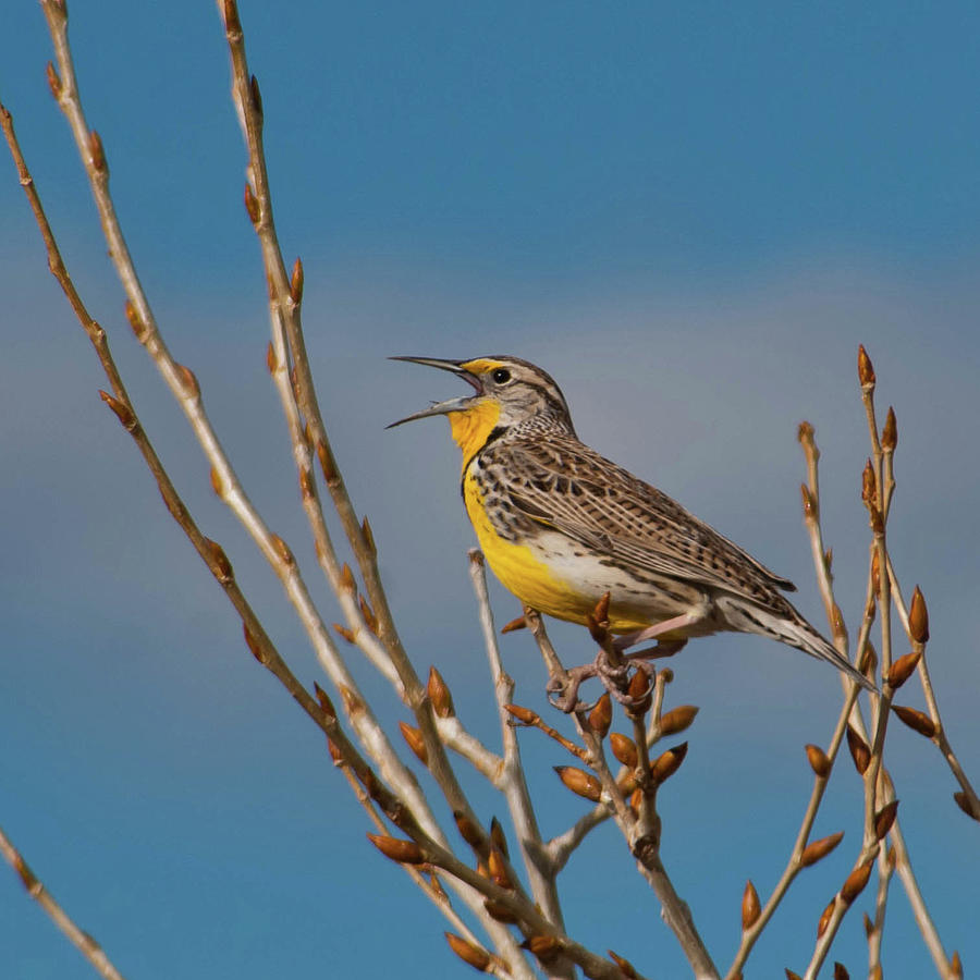 Western Meadowlark in Song Photograph by Cascade Colors