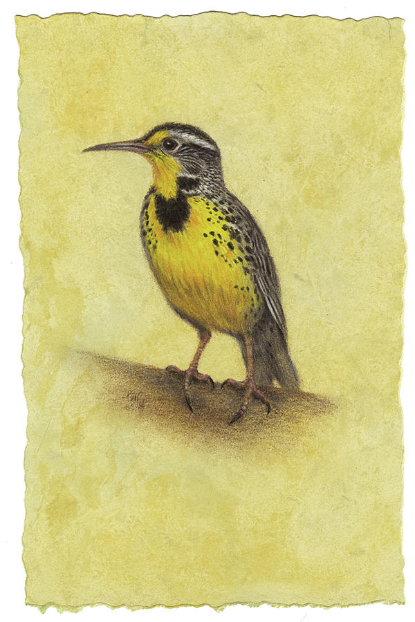 Western Meadowlark Drawing by Lori Wallace Lloyd