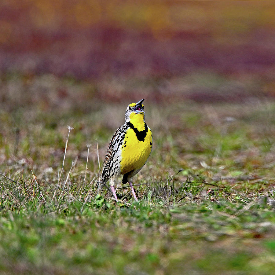 Western Meadowlark showing her ridges  Photograph by Amazing Action Photo Video