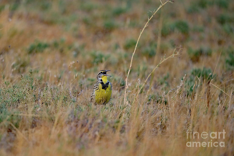 Western Meadowlark Singing Photograph by Amazing Action Photo Video