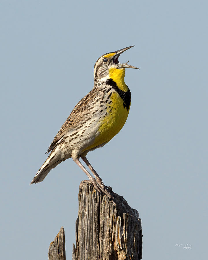 Singing Meadowlark Photograph by Karen Slagle - Fine Art America