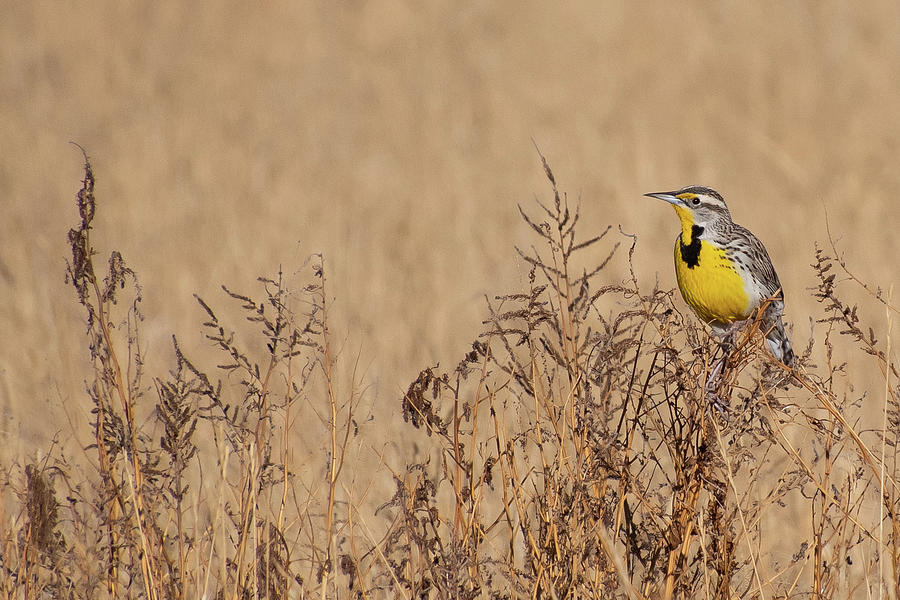 Western Meadowlark Spring Arrival Photograph by Cascade Colors