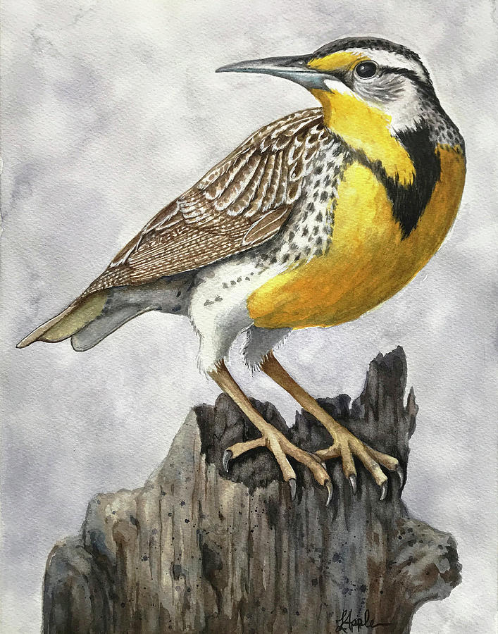 Nature Painting - Western Meadowlark State Bird Wildlife painting by Linda Apple