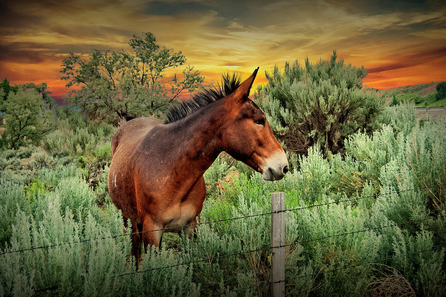 Western Mule at Sunset in a Pasture Photograph by Randall Nyhof