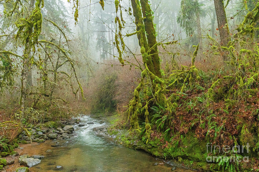 Western Oregon Flow Photograph by Nick Boren