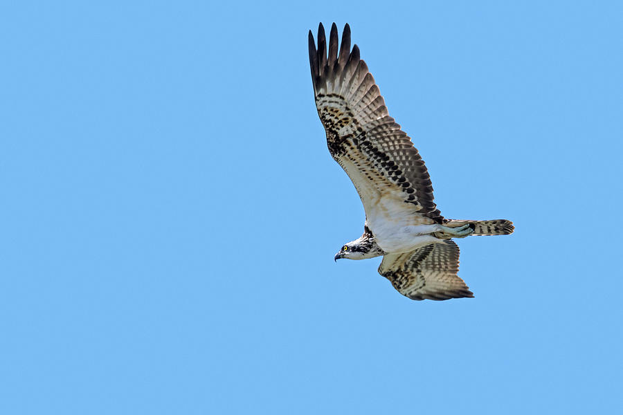 Western Osprey Flying Photograph by Arterra Picture Library