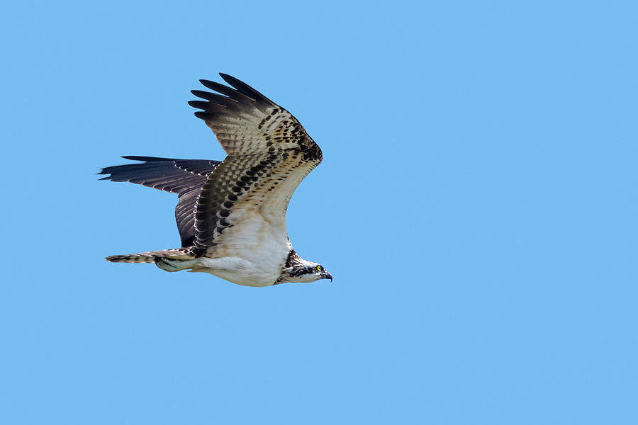 Western Osprey in Flight Photograph by Arterra Picture Library