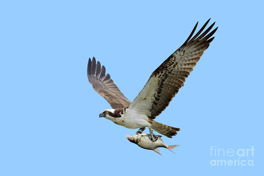 Western Osprey with Fish Photograph by Arterra Picture Library
