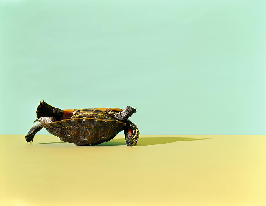 Western Painted Turtle (Chrysemys picta bellii) lying on back Photograph by Paul Taylor