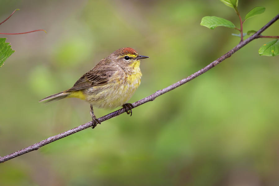 Western Palm Warbler Photograph by Dale Kincaid