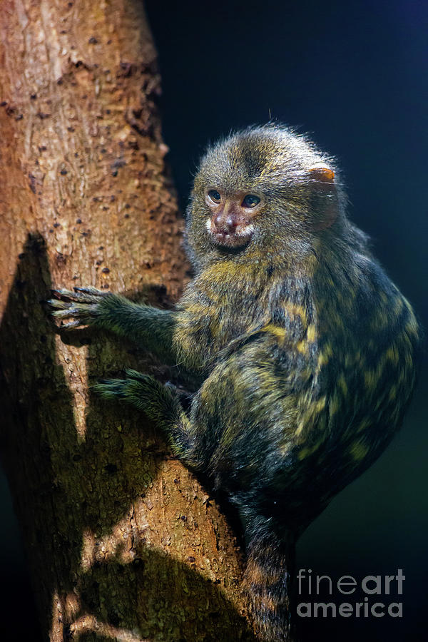 Western pygmy marmoset Photograph by Giuseppe Cammino | Pixels