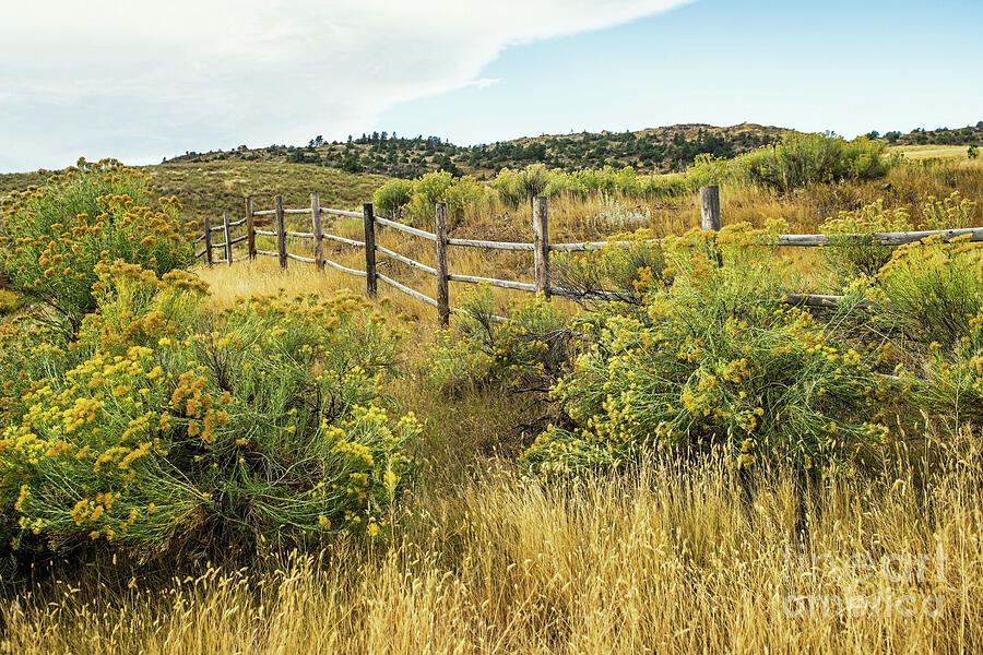 Western Rabbitbush and Fence Photograph by Jon Burch Photography
