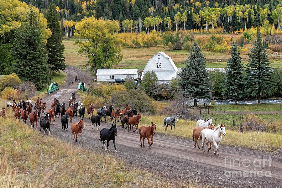 Western Ranch taking the herd to pasture Photograph by JBK Photo Art Western Ranch taking the herd to pasture Photograph by JBK Photo Art
