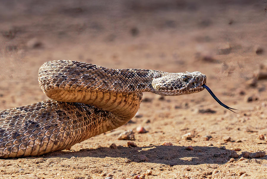 Western Rattlesnake with Tongue Out Photograph by Lowell Monke