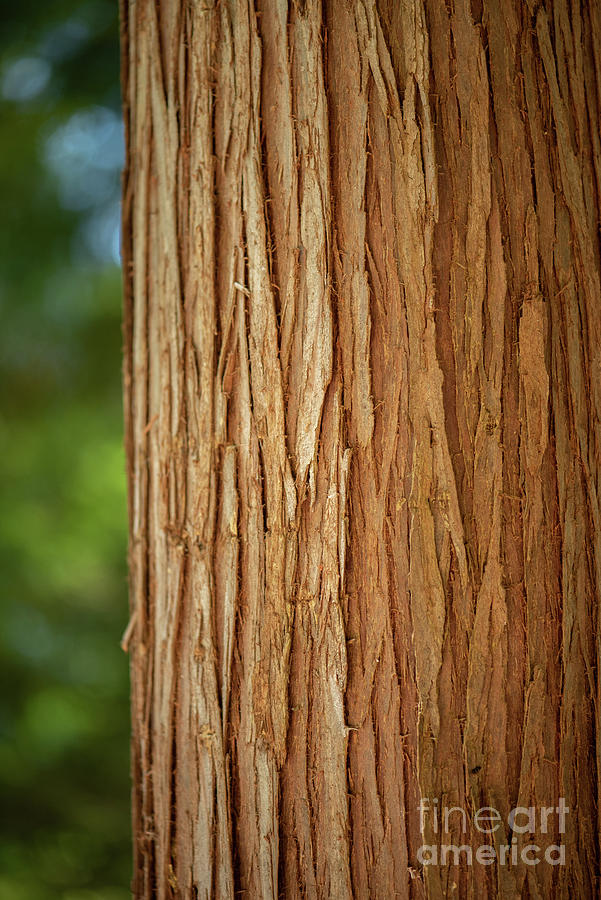 Nature Photograph - Western Red Cedar Bark in a Bright Forest by Nancy Gleason