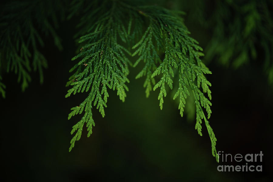 Tree Photograph - Western Red Cedar New Growth of the Year by Nancy Gleason