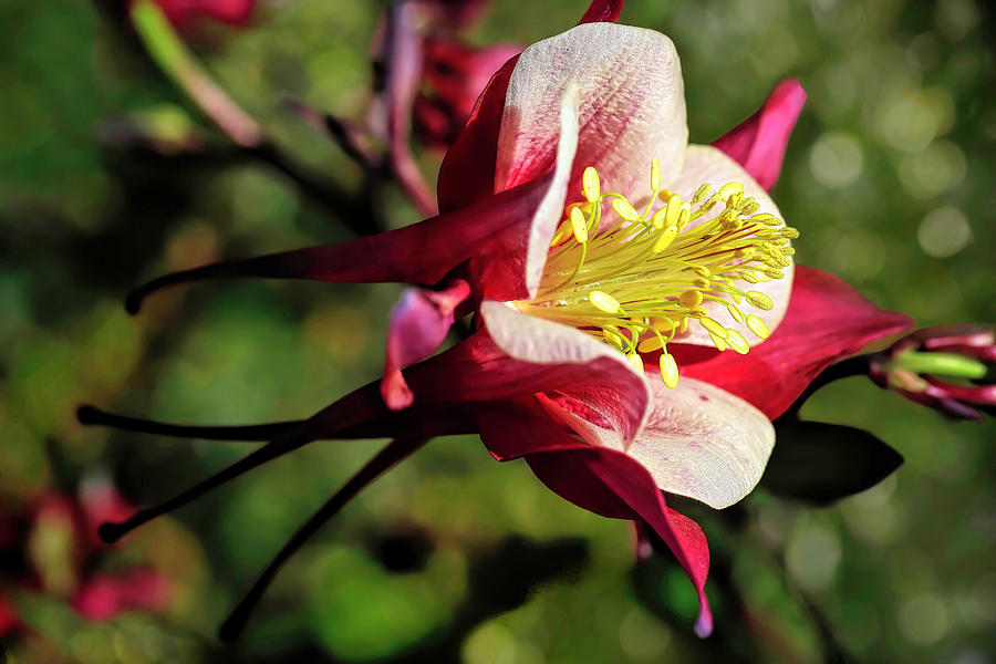 Western Red Columbine Photograph by Donna Kennedy