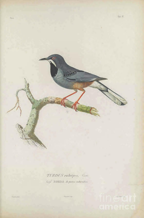 Western Red-legged Thrush Turdus rubripes t1 Photograph by Historic illustrations