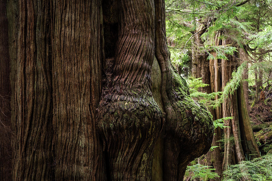 Western Redcedar Trees by Robert Potts Western Redcedar Trees by Robert Potts