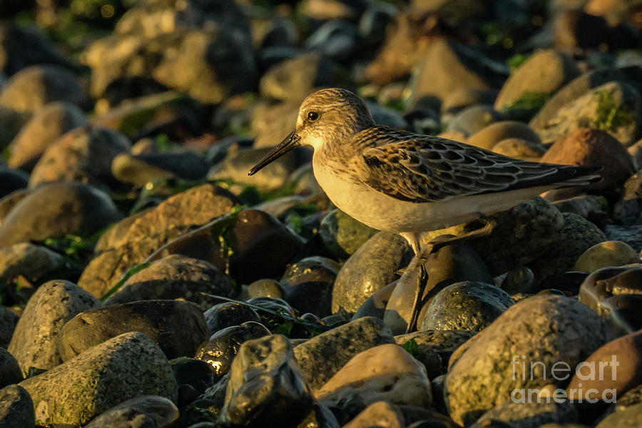 Western Sandpiper on the Beach at Sunset Photograph by Nancy Gleason