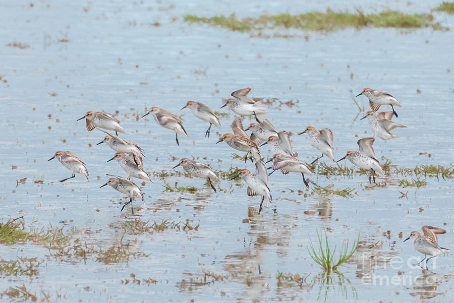 Spring Photograph - Western Sandpipers on a Coastal Wetland by Nancy Gleason