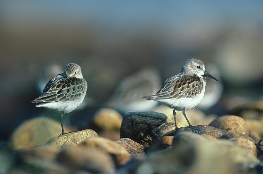 Sandpiper Photograph - Western Sandpipers by Tim Fitzharris