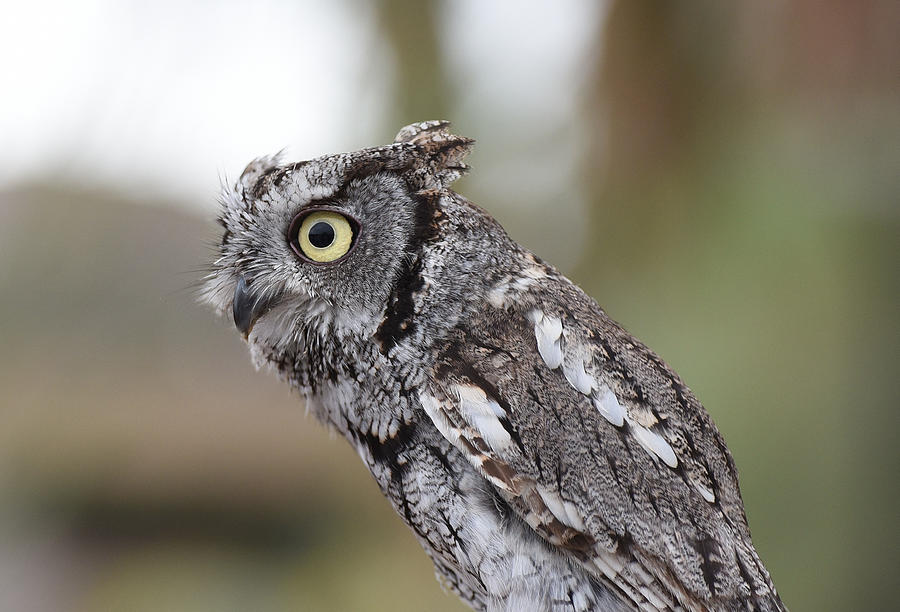 Western Screech Owl 6 Photograph by Fraida Gutovich