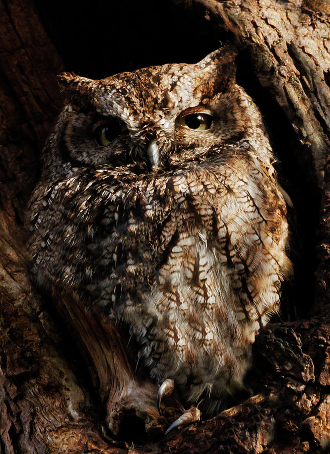 Western Screech Owl Photograph by Angie Vogel