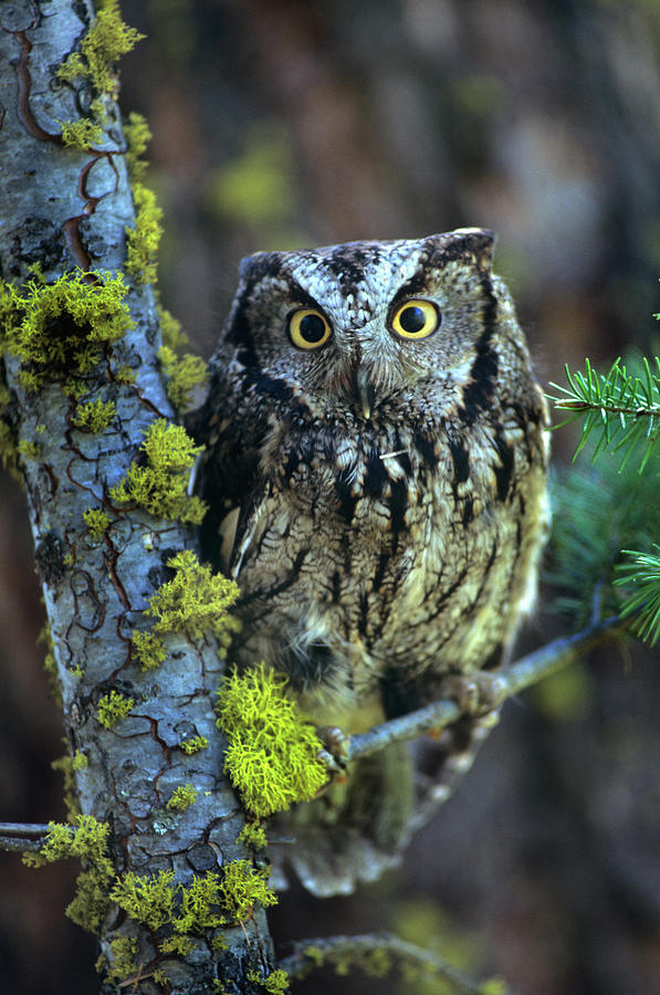 Owl Photograph - Western Screech Owl I by Tim Fitzharris