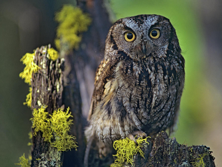 Owl Photograph - Western Screech Owl II by Tim Fitzharris