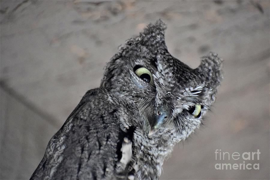 Western Screech Owl Stare Down Photograph by Janet Marie