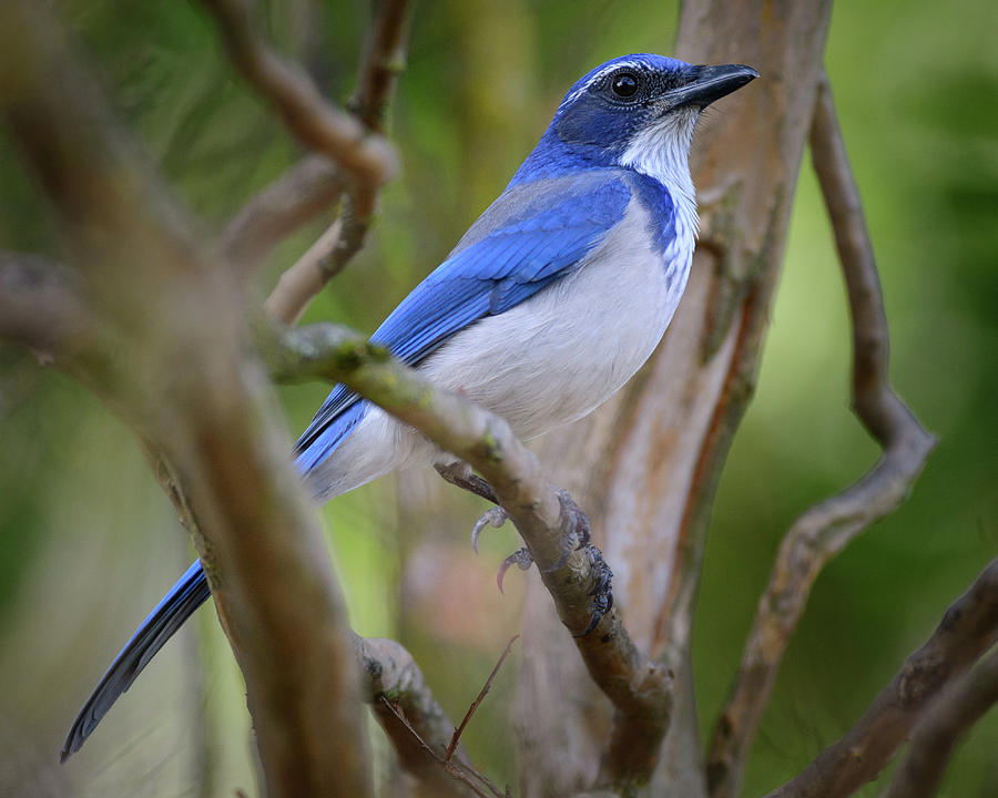 Western Scrub Jay Photograph by Mike Fusaro