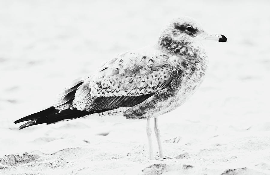 Western Seagull Black And White Close Up Photograph