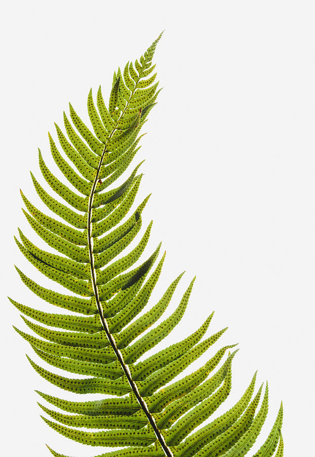 Western sword fern, a single leaf with leaves spaced evenly up the stem. Polystichum munitum.  Photograph by Mint Images