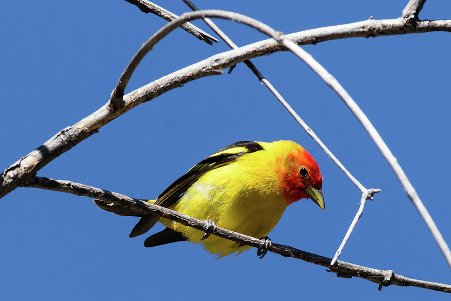 Western Tanager - 2 Photograph by Alan Vance Ley