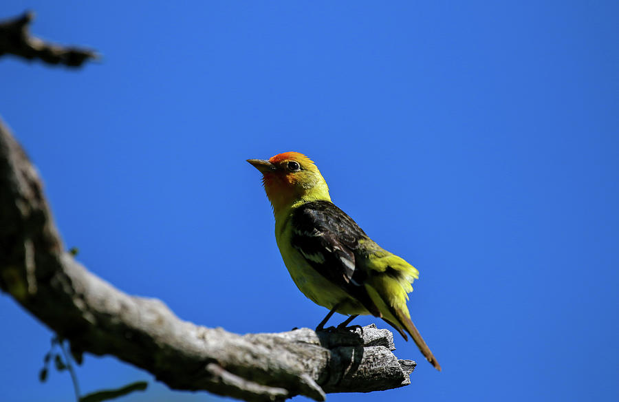 Western Tanager 2 Photograph by Dawn Richards