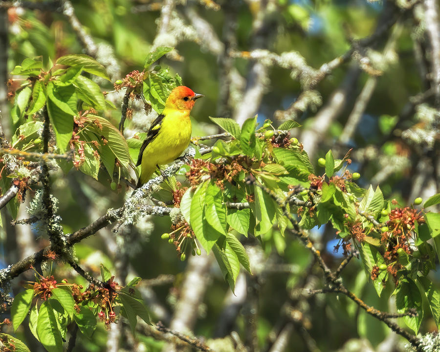 Western Tanager in a Bush Photograph by Belinda Greb