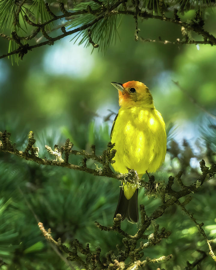 Western Tanager in the Branches of a Tree Photograph by Belinda Greb ...